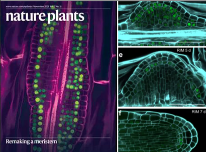 Nature Plants丨烈冰單細(xì)胞測(cè)序助力揭示愈傷組織能再生器官的機(jī)制